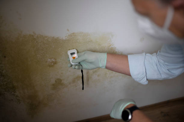 Best Toxic Mold Removal  in Hollywood, SC