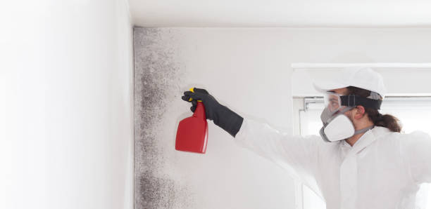 Best Professional Mold Removal  in Hollywood, SC