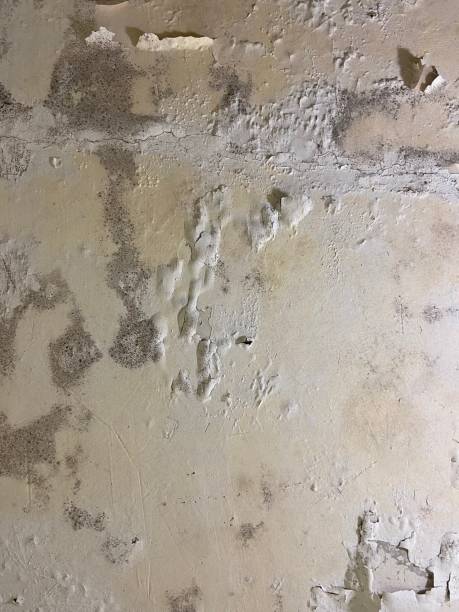 Best Crawl Space Mold Removal  in Hollywood, SC