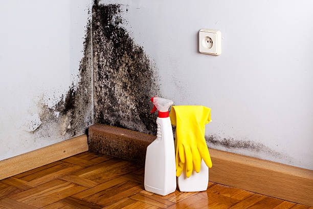 Best Mold Damage Repair  in Hollywood, SC