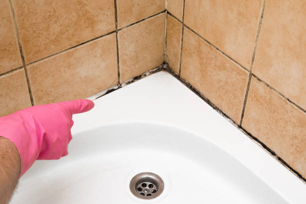 Best Crawl Space Mold Removal  in Hollywood, SC